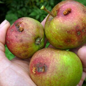 apples spoiled by codling moths